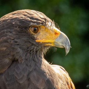 Wüstenbussard