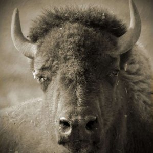 Bison